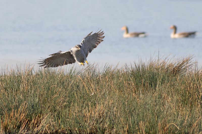 Havik / Northern Goshawk