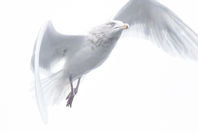 Glaucous Gull / Grote Burgemeester