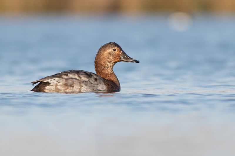Tafeleend / Common Pochard