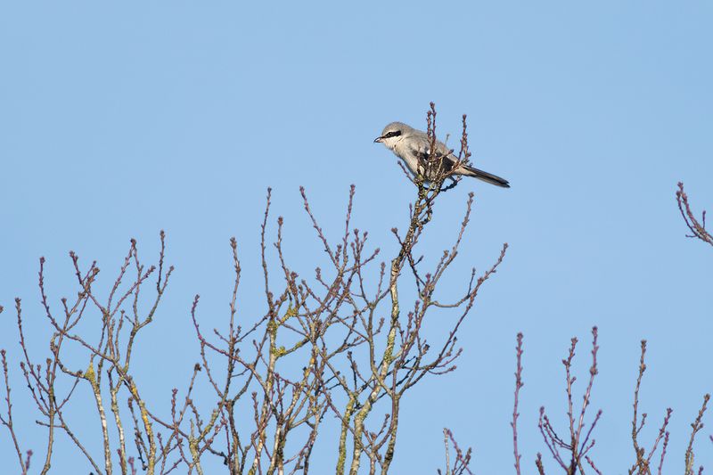 Great Grey Shrike / Klapekster