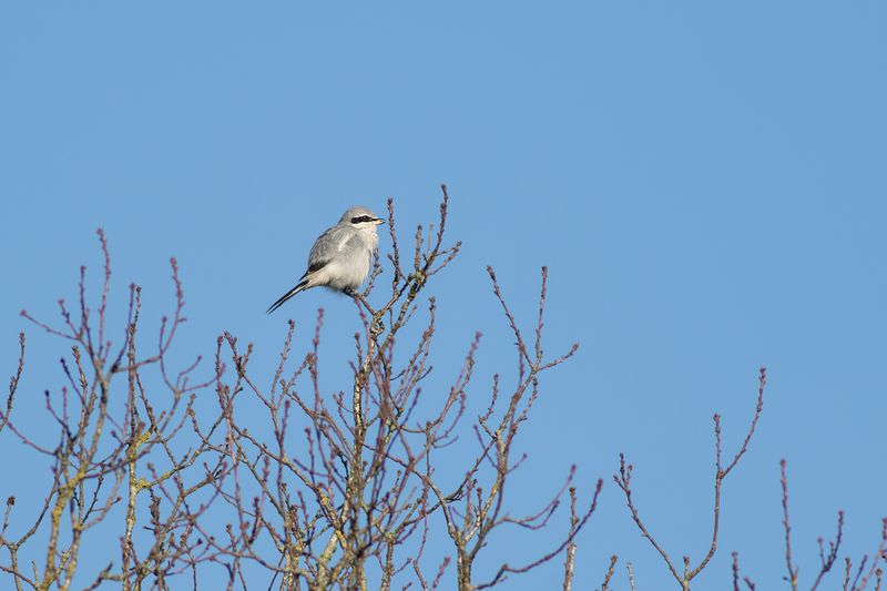 Great Grey Shrike / Klapekster