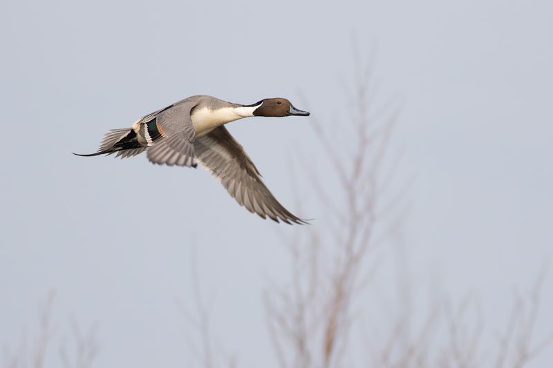 Pijlstaart / Northern Pintail
