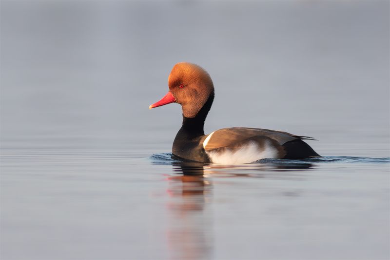 Red-headed Pochard / Krooneend 