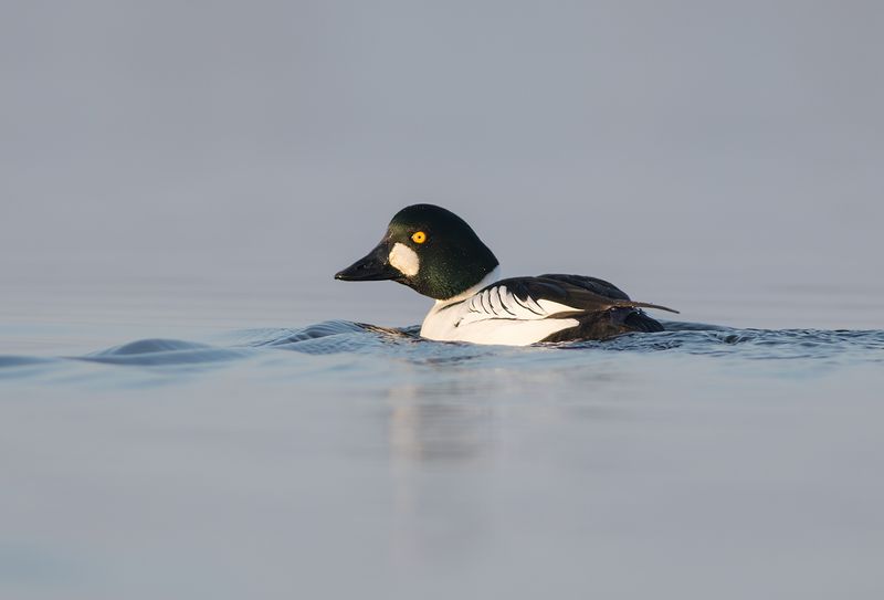 Common Goldeneye / Brilduiker