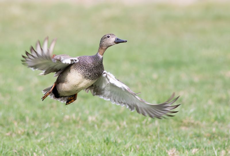 Gadwall / Krakeend