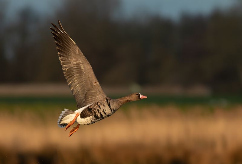Kolgans / Greater White-fronted Goose