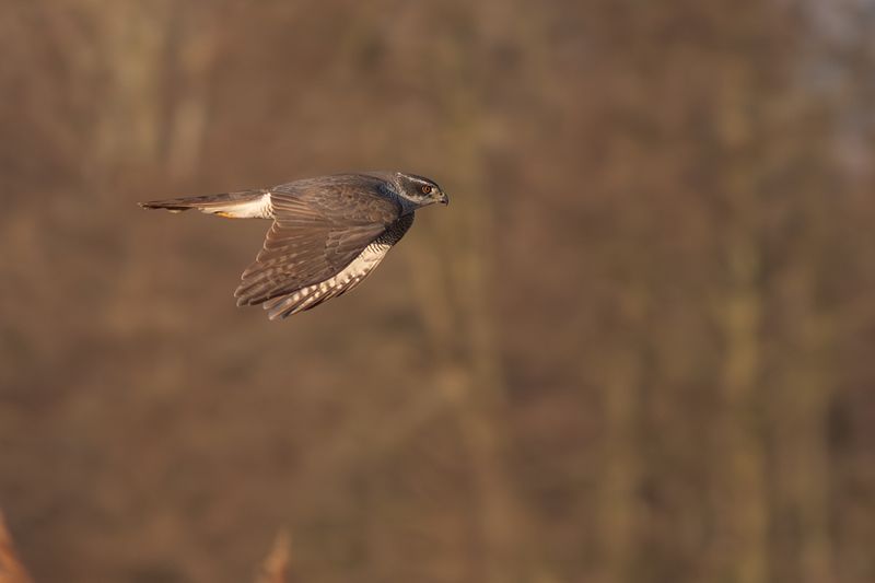 Havik / Northern Goshawk