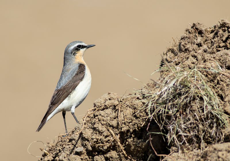 Tapuit / Northern Wheatear