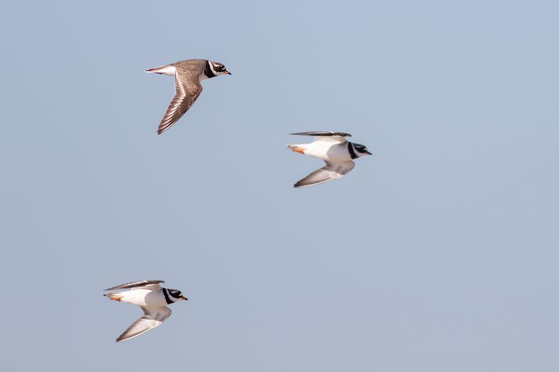 Bontbekplevieren / Greater Ringed Plovers