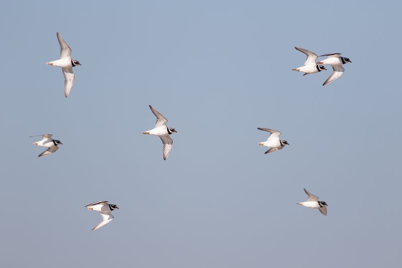 Bontbekplevieren / Greater Ringed Plovers