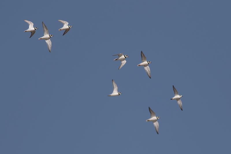 Strandplevier met Bontbekplevieren / Kentish Plover with Greater Ringed Plovers