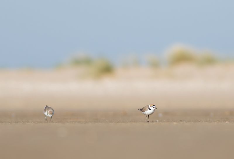 Kentish Plovers / Strandplevieren