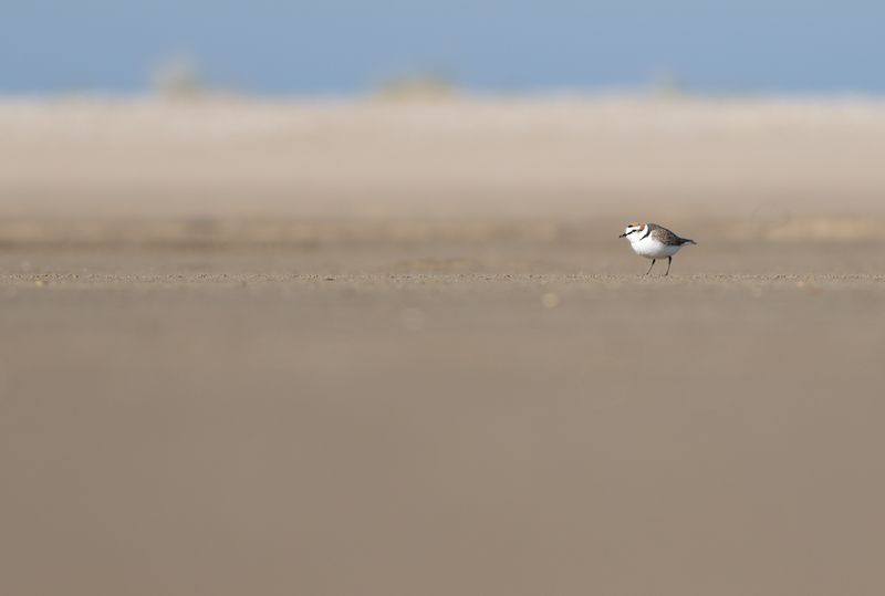 Kentish Plover / Strandplevier