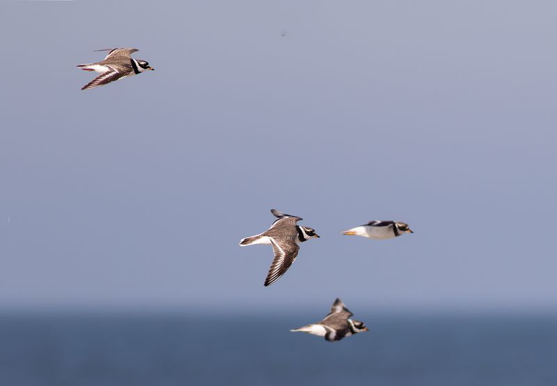 Bontbekplevieren / Greater Ringed Plovers