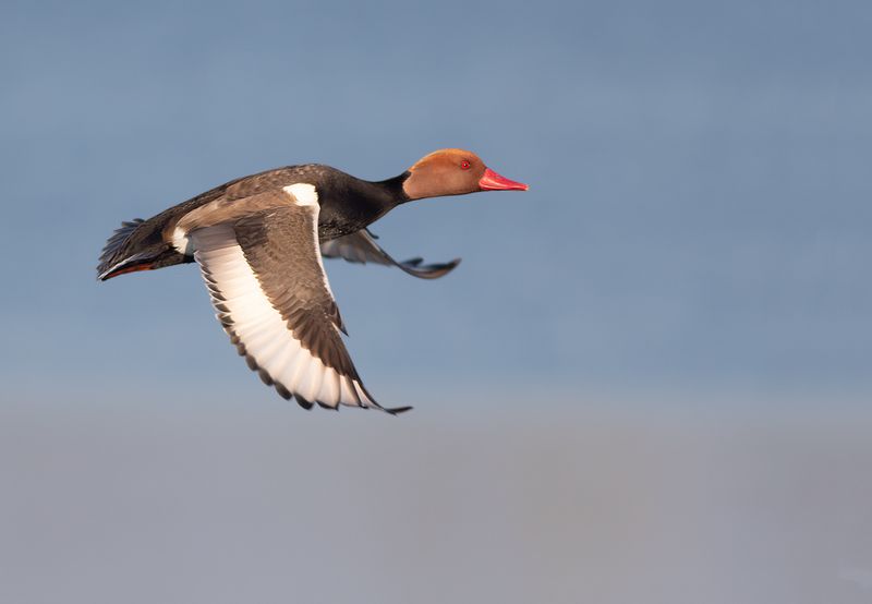 Krooneend / Red-headed Pochard