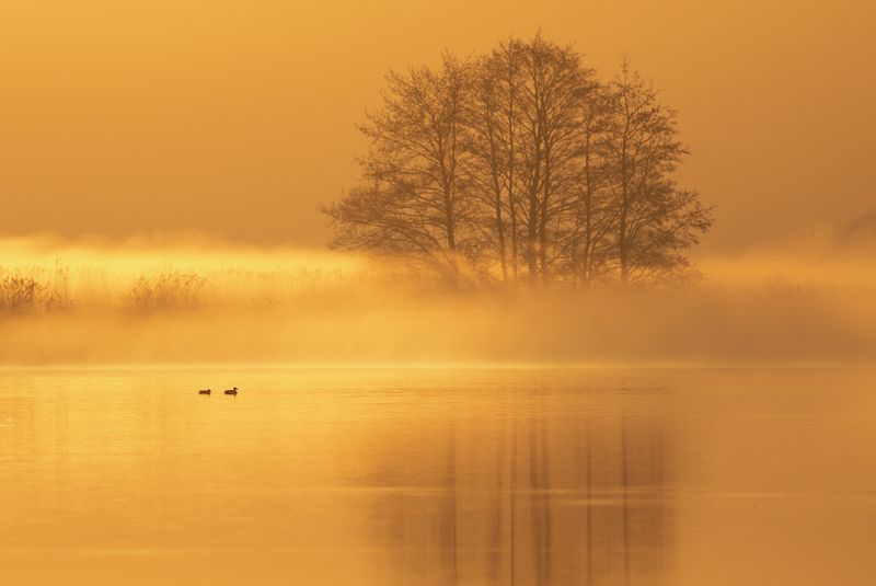 ducks in mist and sunrise light / eenden in mist en zonsopkomst