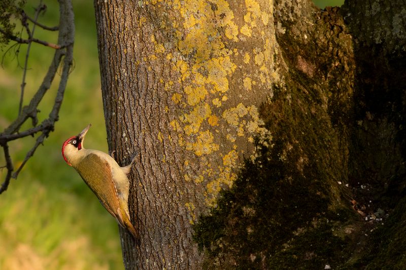 Groene Specht / Green Woodpecker