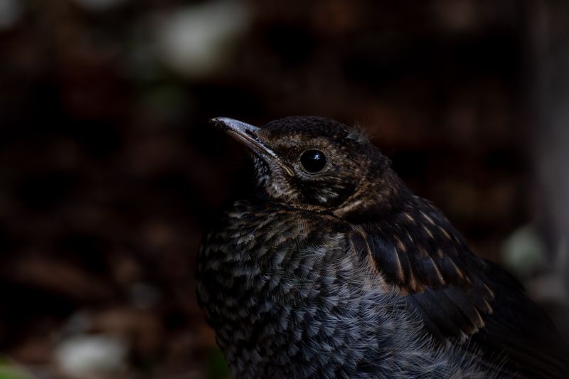 Common Blackbird / Merel
