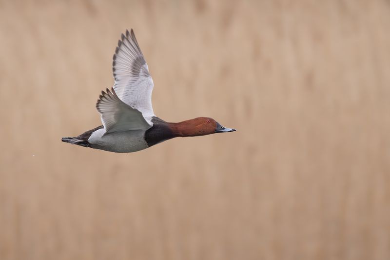 Tafeleend / Common Pochard