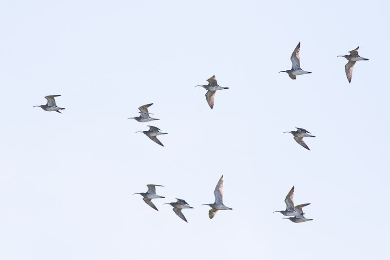 Eurasian Whimbrels / Regenwulpen