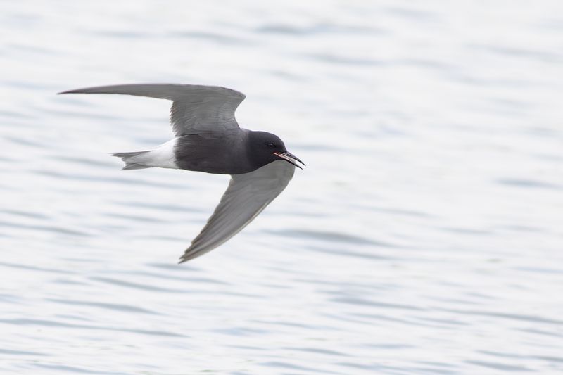 Black Tern / Zwarte Stern