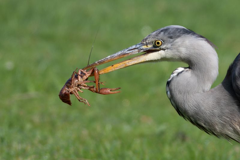 Blauwe Reiger met rivierkreeft / Grey Heron with river crayfish