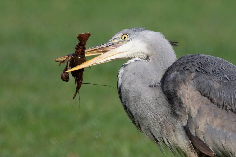 Blauwe Reiger met rivierkreeft / Grey Heron with river crayfish