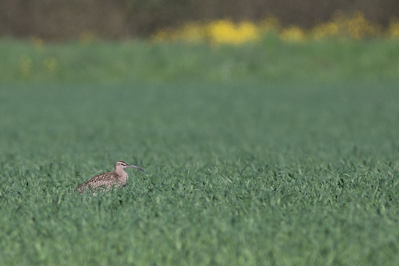 Eurasian Whimbrel / Regenwulp