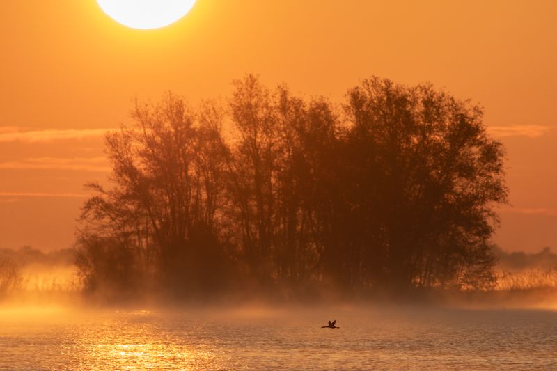 Great Crested Grebe, flying in mist and sunrise light / vliegende Fuut in mist en zonsopkomst