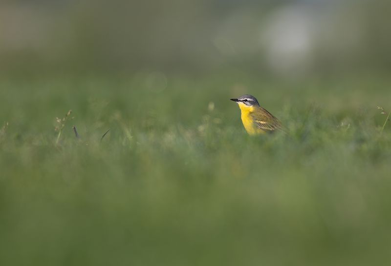 Gele Kwikstaart / Blue-headed Wagtail
