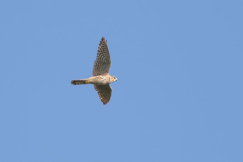 Smelleken / Merlin