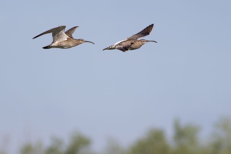 Eurasian Whimbrel / Regenwulp