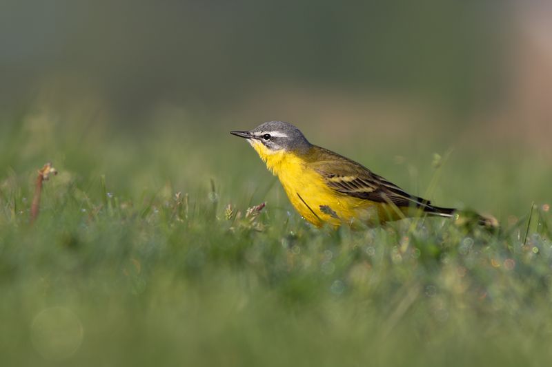 Gele Kwikstaart / Blue-headed Wagtail
