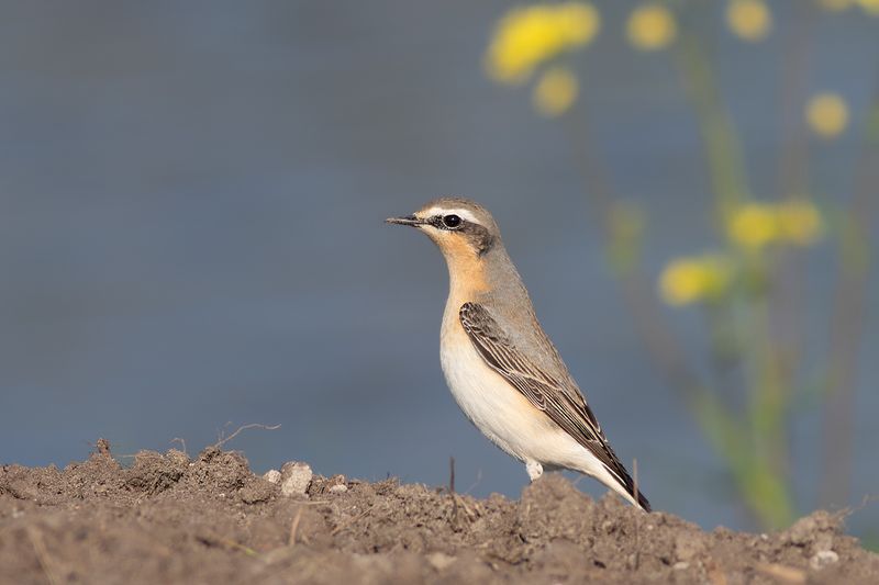 Tapuit / Northern Wheatear