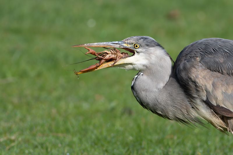 Grey Heron with river crayfish / Blauwe Reiger met rivierkreeft 