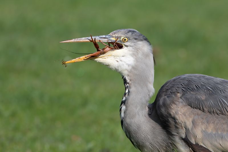 Grey Heron with river crayfish / Blauwe Reiger met rivierkreeft 