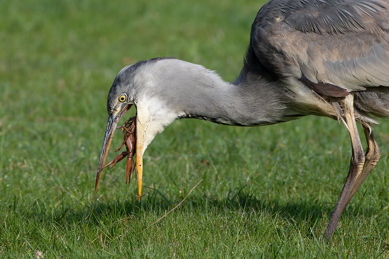 Grey Heron with river crayfish / Blauwe Reiger met rivierkreeft 