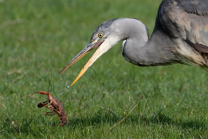 Grey Heron with river crayfish / Blauwe Reiger met rivierkreeft 