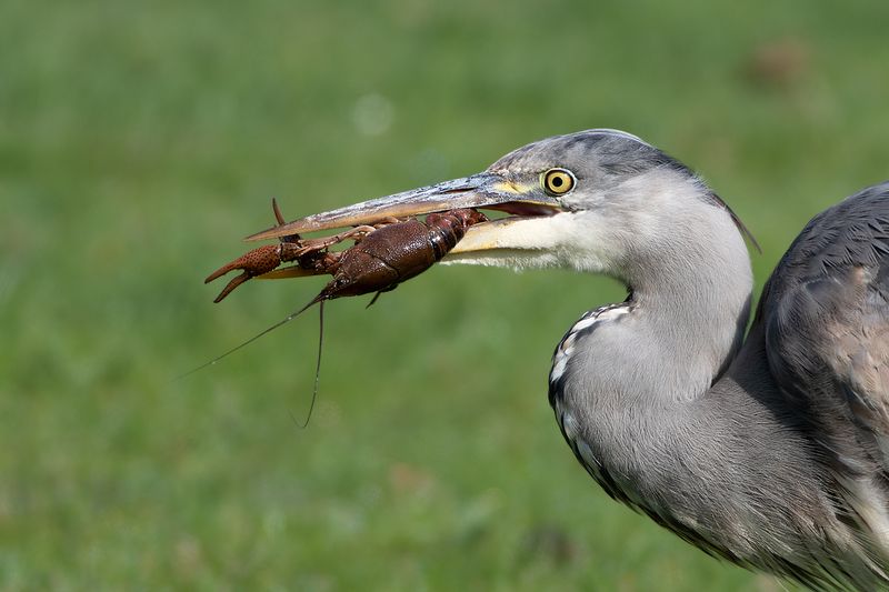 Grey Heron with river crayfish / Blauwe Reiger met rivierkreeft 