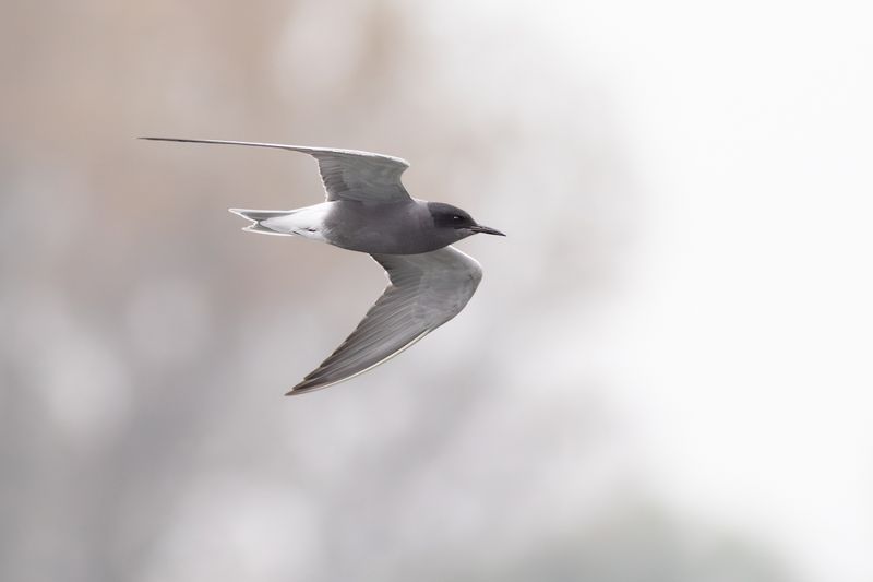 Zwarte Stern / Black Tern