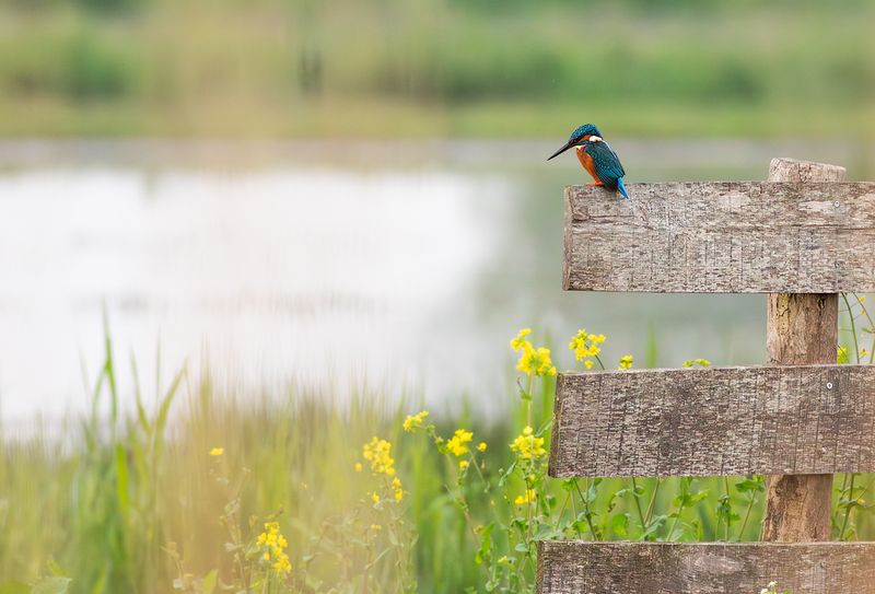 European Kingfisher / IJsvogel