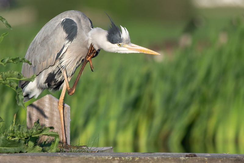 Grey Heron / Blauwe Reiger