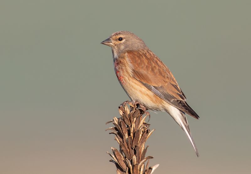 Kneu / Common Linnet