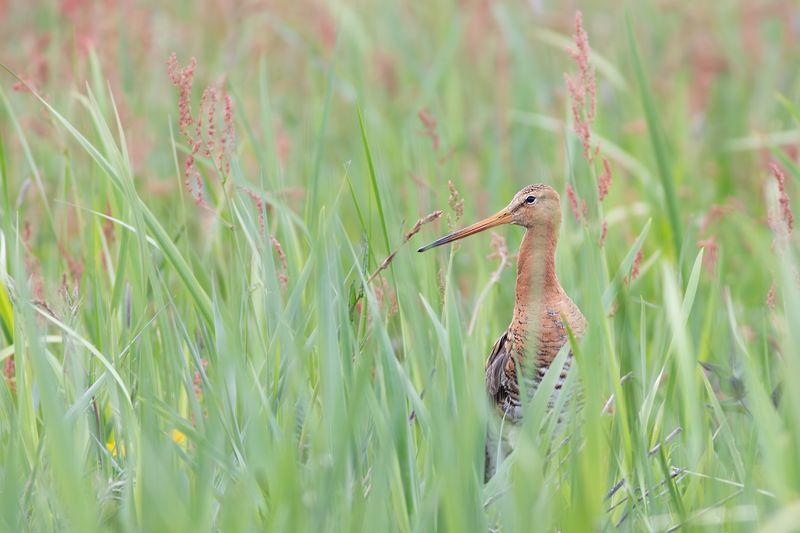 Black-tailed Godwit / Grutto