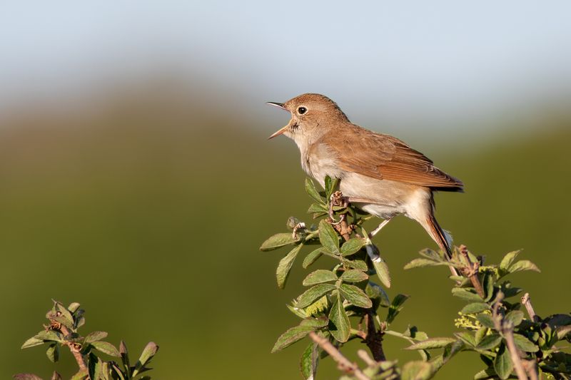 Nachtegaal / Common Nightingale
