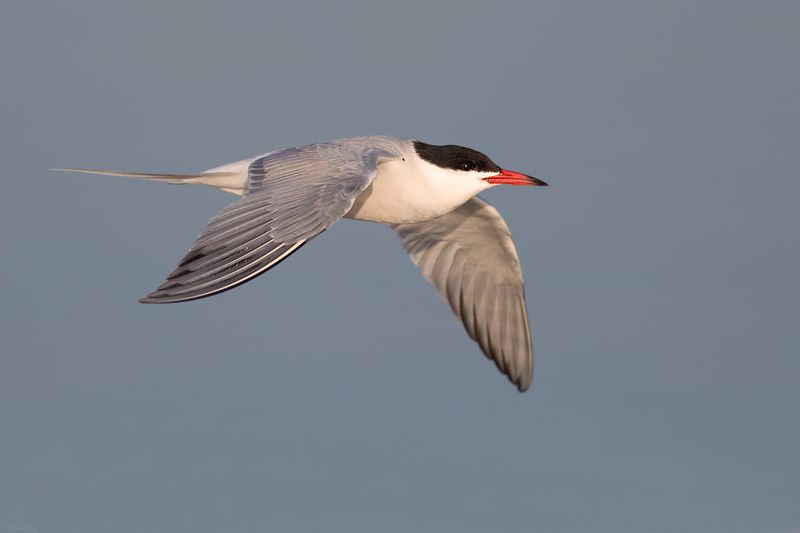 Visdief / Common Tern