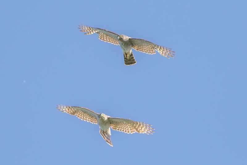 pair of Eurasian Sparrowhawk / paartje Sperwer
