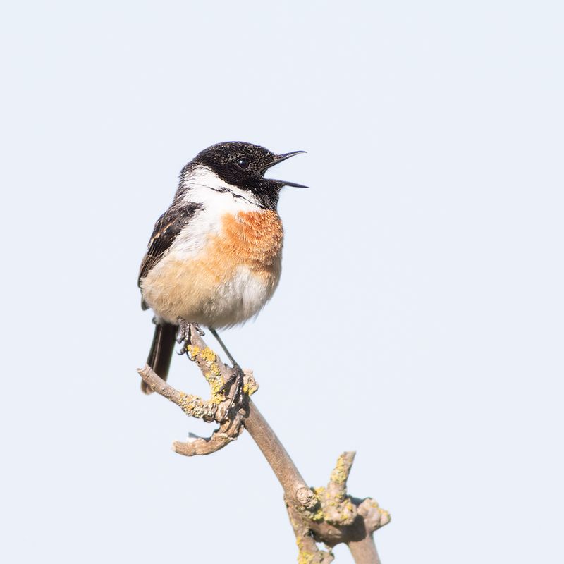 Roodborsttapuit / European Stonechat