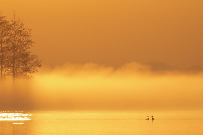Futen in mist and sunrise light / Great Crested Grebes in mist en zonsopkomst