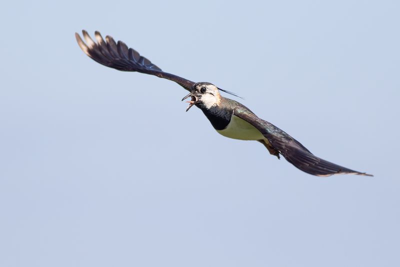 Northern Lapwing / Kievit